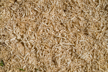 Fresh sawdust from pine closeup