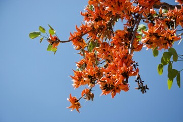 Butea monosperma flowers on tree sky background