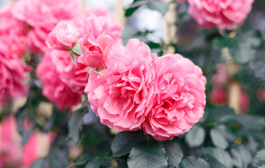 Obraz premium Pink roses. Background of blooming roses. garden of roses. Nature.