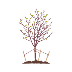 Tree with leaves isolated. Young tree, sapling ready for planting. Planting of greenery concept. Gardening, agriculture. New plantings. Vector illustration on white background.