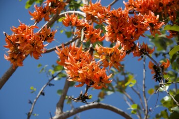 Butea monosperma flowers on tree