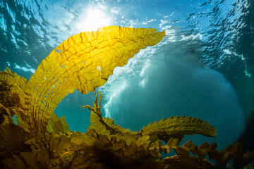 Seaweed