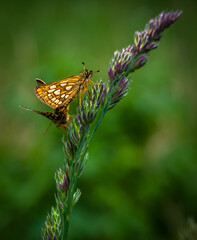 Schmetterlinge auf dem Grashalm