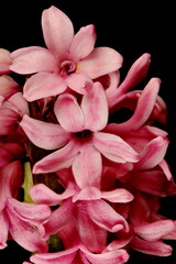 Fototapeta na wymiar Hyacinth (Hyacinthus orientalis). Inflorescence Detail Closeup