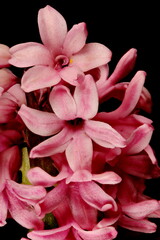 Hyacinth (Hyacinthus orientalis). Inflorescence Detail Closeup