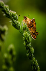 Schmetterlinge auf dem Grashalm