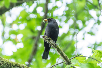 Amsel