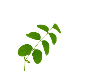Fototapeta na wymiar Green leaves of plants isolated on a white background
