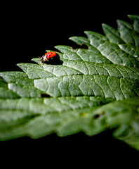Marienkäfer Love bug