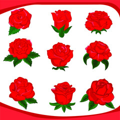 set of red roses vector