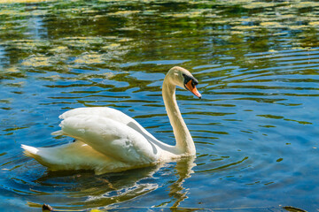 Fototapeta premium White (mute) swan (Cygnus olor) on a pond