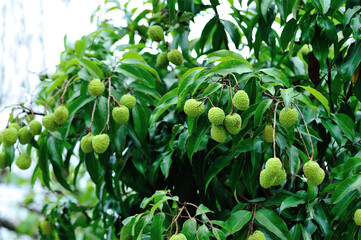 Lychee tropical fruits in growth on tree