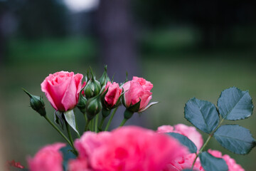 Obraz premium Pink roses. Background of blooming roses. garden of roses. Nature.