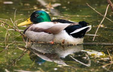 WildWildente auf dem Teichente auf dem Teich