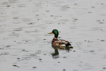 Wildente auf dem Teich