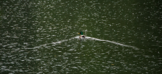 Fototapeta na wymiar Wildente auf dem Teich