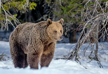 Obraz premium Wild Adult female of Brown bear in winter forest. Scientific name: Ursus Arctos. Natural Habitat.