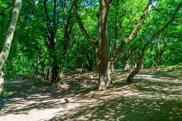 Late spring in the woods in Hampstead Heath, London, Uk