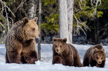 Obraz na płótnie Canvas She-bear and bear cubs in winter. Natural habitat. Brown bear, Scientific name: Ursus Arctos Arctos.