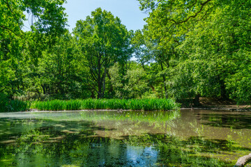Fototapeta na wymiar Small pond in Hampstead Heath woods, London UK