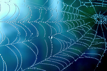 Cobweb or spiderweb natural rain pattern background close-up. Cobweb with drops of rain pattern in...