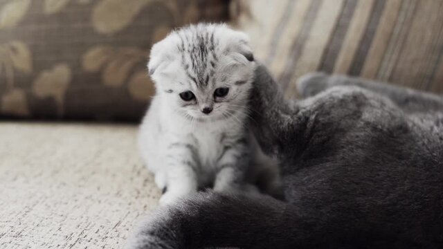 white-striped kitten breed Scottish Fold sits and plays with the tail of the mother cat
