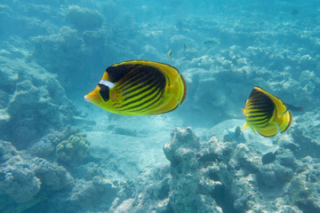 Fototapeta na wymiar Diagonal butterflyfish (Chaetodon fasciatus) in Red Sea