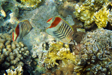 Naklejka na ściany i meble Eritrean butterflyfish (Chaetodon paucifasciatus) in Red Sea