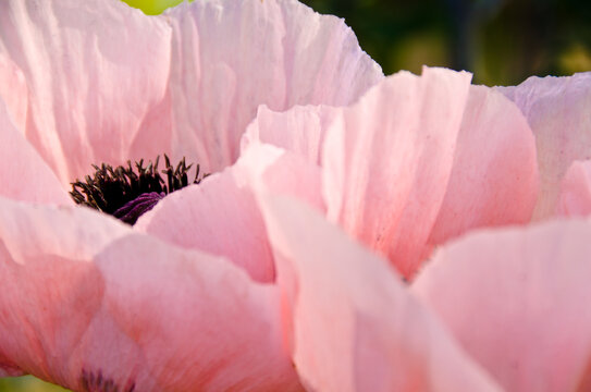 Large, Beautiful Pink Poppy Blossoms Light, Glorious And Splendid In A Garden