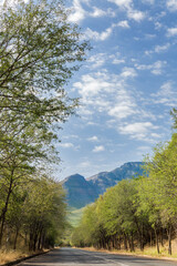 Winding tree lane to the mountains.