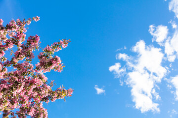 Abundantly blooming apple tree. pink color .. Sunny day, apple tree blossoms. blue sky.