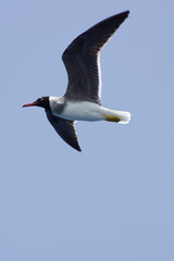 Fototapeta na wymiar Gull flying over the Red Sea off the Egyptian Coast