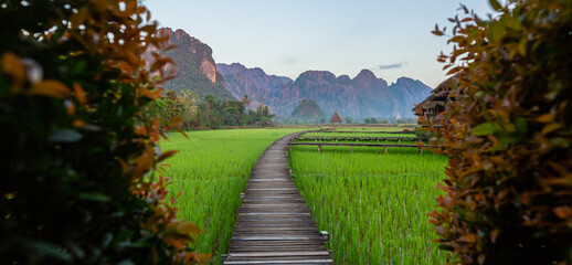 Wooden path and green rice field in Vang Vieng, Laos. Green rice fields and mountains, paddy field and Beautiful view