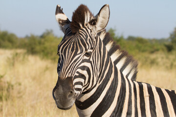 Fototapeta na wymiar A closeup of a Burchell's Zebra Head in Kruger, South Africa