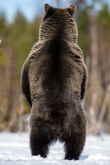Brown bear standing on his hind legs in spring forest. Back view, close up. Scientific name: Ursus arctos. - 354581291