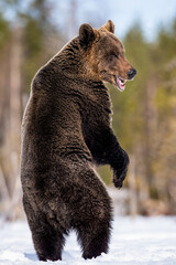 Obraz premium Brown bear with open mouth standing on his hind legs in winter forest. Scientific name: Ursus arctos. Natural habitat
