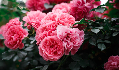 Pink roses. Background of blooming roses. garden of roses. Nature.