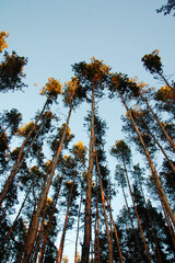 Autumn pine trees against blue sky
