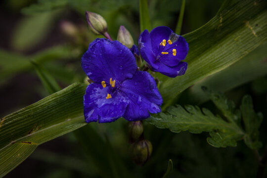 blue iris in the garden