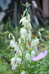 Yucca, flower in the garden