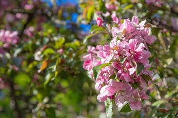 Abundantly blooming apple tree. pink color .. Sunny day, apple tree blossoms. blue sky.