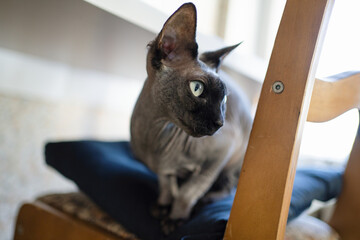 Cat on a chair, thoroughbred sphinx with a black muzzle