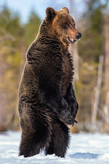 Brown bear with open mouth standing on his hind legs in winter forest. Scientific name: Ursus arctos. Natural habitat