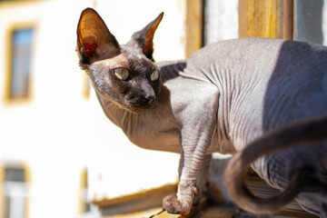 The cat on the windowsill basks in the sun with a thoroughbred sphinx