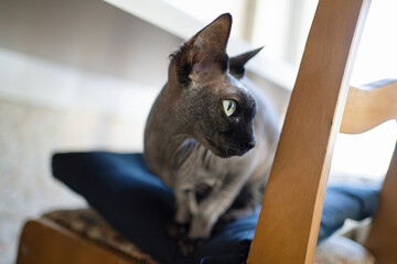 Cat on a chair, thoroughbred sphinx with a black muzzle