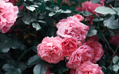 Pink roses. Background of blooming roses. garden of roses. Nature.