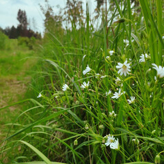 Forest flowers