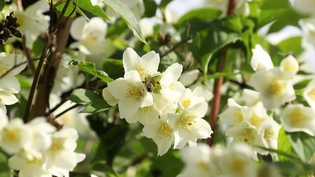 Close up of bees on orange blossom flowers. Beautiful bokeh and evening sunny light in the frame. Beautiful white flowers, aromatherapy.