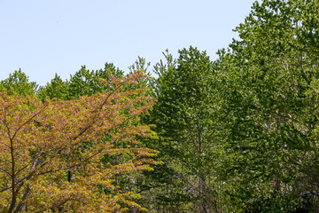 自然、植物、花、緑、花壇、満開、草、野原、公園