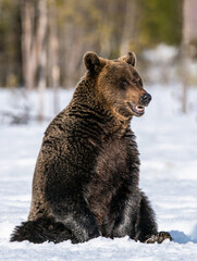 Obraz premium Bear opening its mouth. Brown bear in winter forest. Scientific name: Ursus Arctos. Natural Habitat.